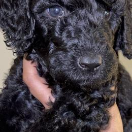 Poodle Puppies from Almighty Poodles