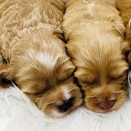 Cockapoos from Rainbow Cockapoos