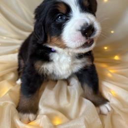 Jubilee - Black rust and white female Bernese Mountain Dog puppy in Redlands, California from Country Feels Ranch