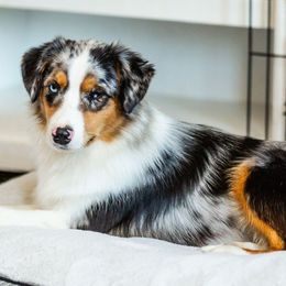 Reign - Blue merle female Miniature American Shepherd puppy in Tonopah, Arizona from King's Miniature American Shepherds