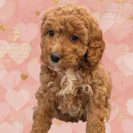 Valentine - Red female Cavapoo puppy in Coshocton, Ohio from Forever Family Puppies