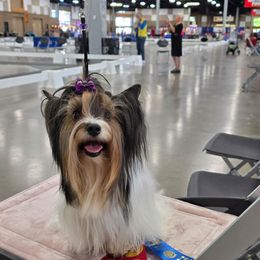 Shanti - Biewer Terrier