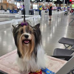 Shanti - Biewer Terrier