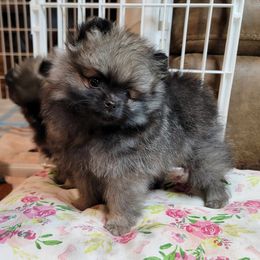 Pomeranian Puppies from JaElle Pomeranians