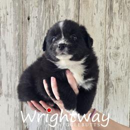Aquafina - Black & white female Miniature Australian Shepherd puppy in Dowagiac, Michigan from Wrightway Wigglebutts