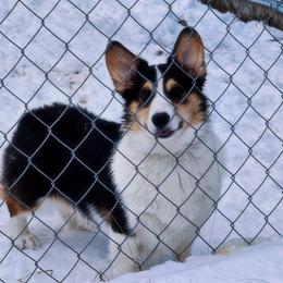 Moonie - Pembroke Welsh Corgi