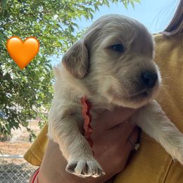 Mr. Orange - Light golden male Golden Retriever puppy in Yucaipa, California from Golden Kennel Breeders