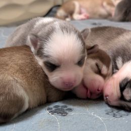 Pup 7 Blue Female - Blue female Pomsky puppy in Hurleyville, New York from My Crazy Pomskys