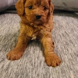 Assorted Doodle Crosses, Cavapoo, Cockapoo, and Poodle Puppies from Doodles by Tatum