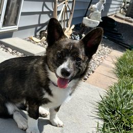 American Corgi and Australian Shepherd Puppies from KC Bar