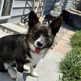 American Corgi and Australian Shepherd Puppies from KC Bar