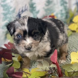 Gus - Blue merle male Miniature Australian Shepherd puppy in Granbury, Texas from Texas Miniature Aussies