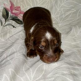 AKC female 6 - Chocolate and tan female Dachshund puppy in Knoxville, Tennessee from Thea's Puppies
