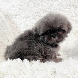 AKC Mason - Blue male Shih Tzu puppy in Greenville, South Carolina from Babyface Shih Tzu