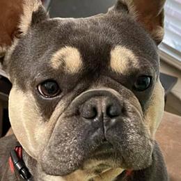 French Bulldogs from Peach Pit Frenchies