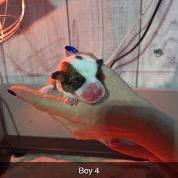 Boy 4 - Red Pembroke Welsh Corgi puppy in Binghamton Area, New York from JFF Scenic Woodrows Winnie