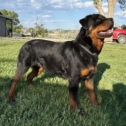 Grace - Rottweiler