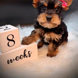 Standard girl - Black and tan female Yorkshire Terrier puppy in Machesney Park, Illinois from Three Yorkie Family
