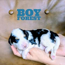 Forest - Tri-color male Bernedoodle puppy in Cambridge, Minnesota from Country Meadow Doodles