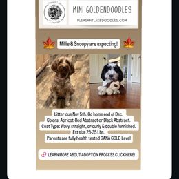 Goldendoodle puppies from Pleasant Lake Doodles