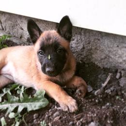 Belgian Malinois, Border Collie, and German Shepherd Puppies from Fairlane Kennels