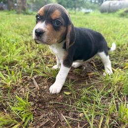 Oreo - White black and tan female Beagle puppy in Judsonia, Arkansas from Mayberry Acres Beagles and Basset Hounds