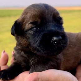Boy 3 - Soft Coated Wheaten Terrier puppy in Illinois from Sarabeth's Friendly Pups