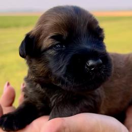 Boy 3 - Soft Coated Wheaten Terrier puppy in Illinois from Sarabeth's Friendly Pups