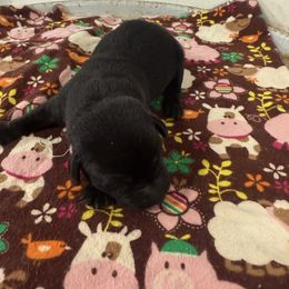 Male 2 - Black male Labrador Retriever puppy in Kinta, Oklahoma from Beaver Creek Kennels