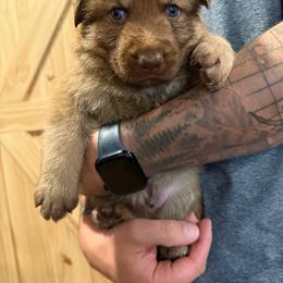 Orange boy - Liver male German Shepherd puppy in Tipp City, Ohio from Urekar Haus