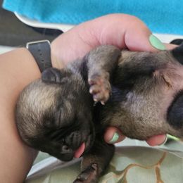Fawn Girl 2 - Fawn female Pug puppy in Rutherfordton, North Carolina from Sweetie Pie Pugs