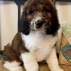 Saint Berdoodle Puppies from Mason Creek Saint Berdoodles, LLC