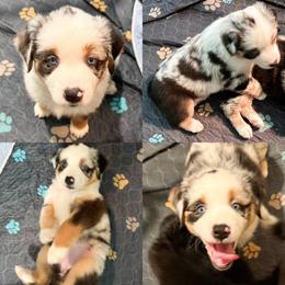 Blue Merle female - Blue merle female Miniature Australian Shepherd puppy in Brooker, Florida from Honey, I Shrunk the Aussies