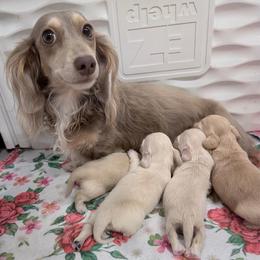 Gigi - Dachshund