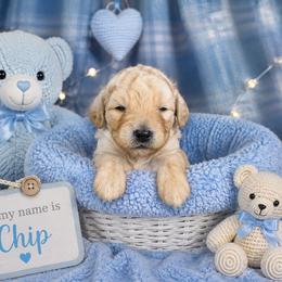 Chip - Cream male Poodle puppy in Hertford, North Carolina from Heaven Sent Shihpoo's