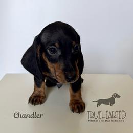 Chandler - Black and tan male Dachshund puppy in Royse City, Texas from Truehearted Miniature Dachshunds