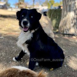 Cavi - Australian Shepherd