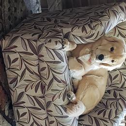 American Staffordshire Terrier and Golden Retriever Puppies from Riverbend Goldens
