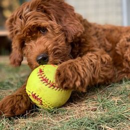Australian Labradoodle Puppies from Cascade Canyon Labradoodles