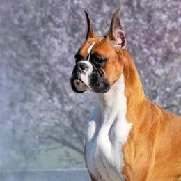 Boxers from Rummer Run Boxers