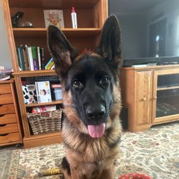 Maxxwell aka Maxx - Black and red male German Shepherd puppy in Aurora, Illinois from Fairhaven German Shepherds