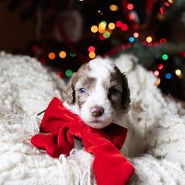 Aussiedoodle and Australian Mountain Doodle Puppies from Farmstead Doodles