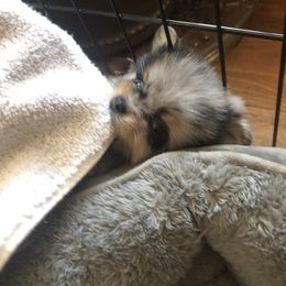 Pomeranian Puppies from Froggwoods Pomeranians