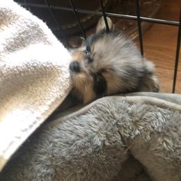 Pomeranian Puppies from Froggwoods Pomeranians