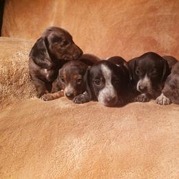 Dachshund Puppies from M's puppy love