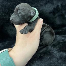 Desmond - Black male Italian Greyhound puppy in Fredonia, Arizona from Black Hill Italian Greyhounds
