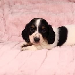 Jax - Piebald male Dachshund puppy in Purdy, Missouri from Shotgun Pups