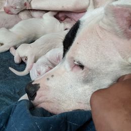 Dogo Argentino Puppies from De la Fuerza de Dios