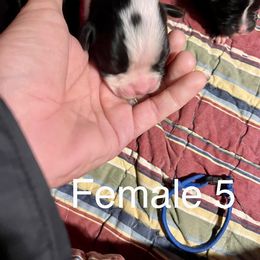 Boxer Puppies from Abney’s Boxers of Bowling Green