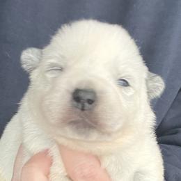 Boy 3 - Blue male Australian Cattle Dog puppy in Irvington, Kentucky from Dry Valley’s Australian Cattle Dogs